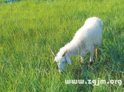 梦见羊吃草 周公解梦