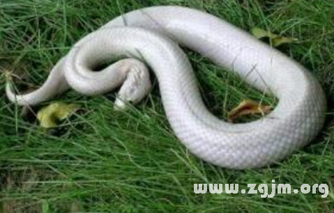 梦境迷踪，解析好大一条蟒蛇与好大一只蛤蟆的深层寓意