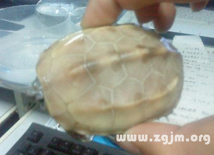 梦境解析，梦见有人掉河里捞起来好多乌龟在身上