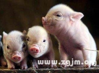 梦见赶小猪大猪兆预，解读梦境中的预兆与心理暗示