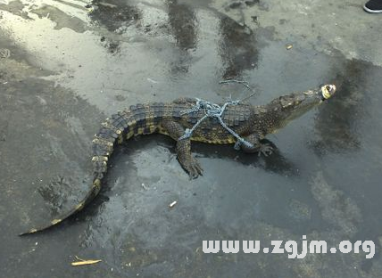 求解梦，梦见亲人变成鳄鱼，潜意识的警示还是内心的映射？