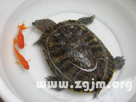 梦境的双语寓言，同时梦到鱼和乌龟的深层预示