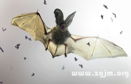 梦境迷雾,巨型蝙蝠的尾随与心理暗流——解析梦到非常非常大的一只蝙蝠跟着我,感觉像是要吸我的血的深层含义 梦境迷雾,巨型蝙蝠的尾随与心理暗流——解析梦到非常非常大的一只蝙蝠跟着我,感觉像是要吸我的血的深层含义