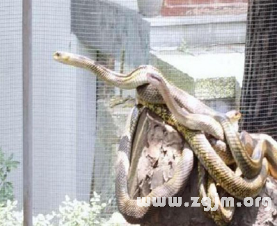 梦见自己身上盘着一条小蛇很害怕,解读梦境中的恐惧与启示 梦见自己身上盘着一条小蛇很害怕,解读梦境中的恐惧与启示