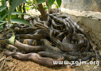 昨晚梦到杀死了一条蛇,解析梦境中的象征与深层含义 昨晚梦到杀死了一条蛇,解析梦境中的象征与深层含义