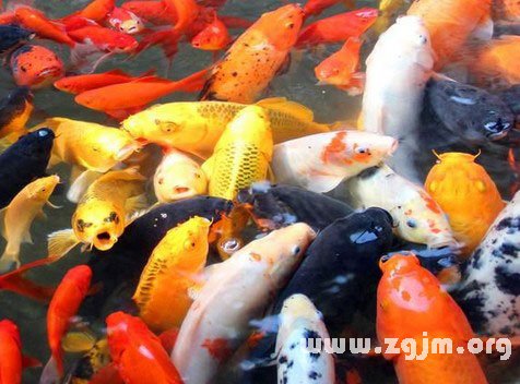 梦境解析，梦到很多鱼在水里乱跳，其中一条死了被砍成两半