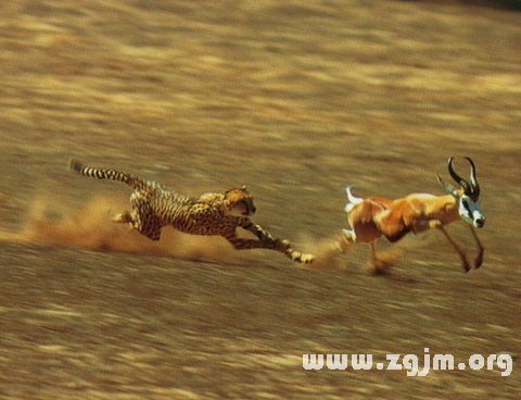 梦见被动物追赶