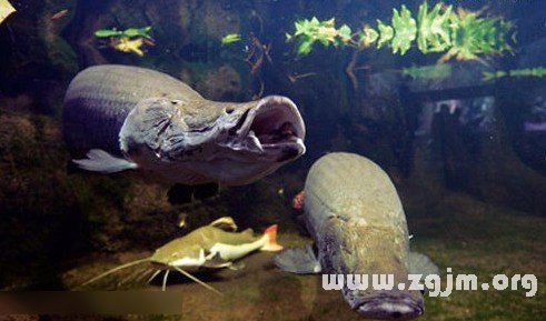 梦境解析，我梦见水里好多鱼我去捞了好多还在水里捞到几条蛇