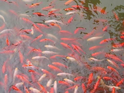 梦境解析，梦到被鱼咬的深层含义与心理暗示