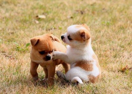 梦境解析，梦见一条大狗睡在我身上的深层含义