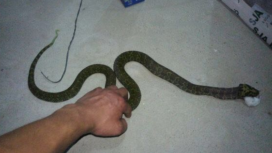 梦境解析，梦见自己被蛇咬了右手、胳膊及右腿的深层含义