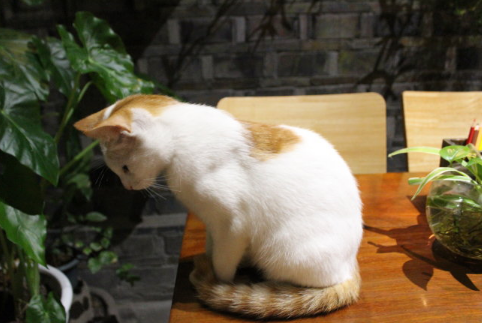 我梦见了牛与猫，梦境背后的深层含义与解析
