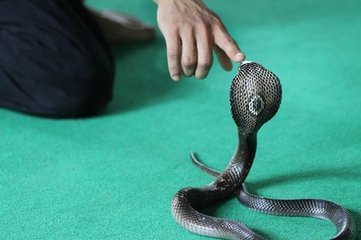 梦境解析，我梦见两条蛇咬我
