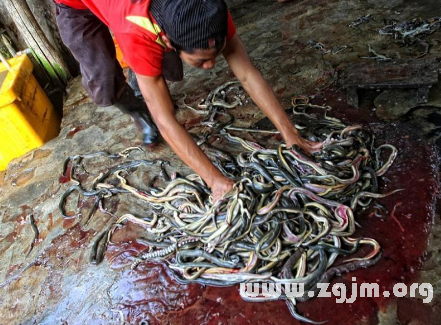 梦境中的勇士,解析梦到我老公抱着我女儿打死两条蛇,我也打死两条蛇的深层含义 梦境中的勇士,解析梦到我老公抱着我女儿打死两条蛇,我也打死两条蛇的深层含义