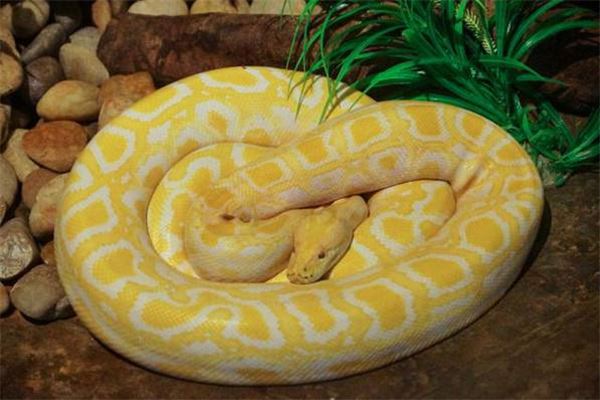 孕妇梦见银色蛇